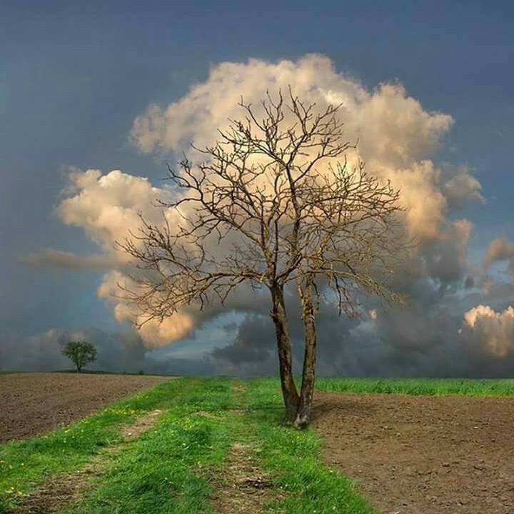 l`arbre à nuage